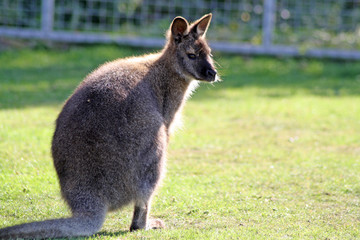 stunning young wallaby