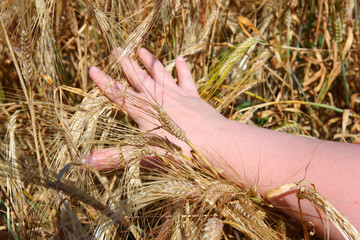 Fototapeta na wymiar hand holding ears of wheat
