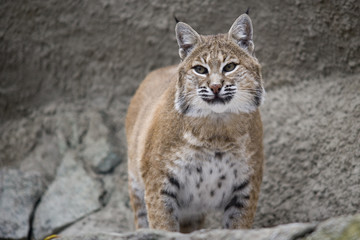 Portrait Lynx sitting on a rock