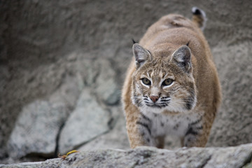 Portrait Lynx sitting on a rock