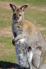 Naklejka na ściany i meble stunning wallaby