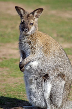 a stunning wallaby