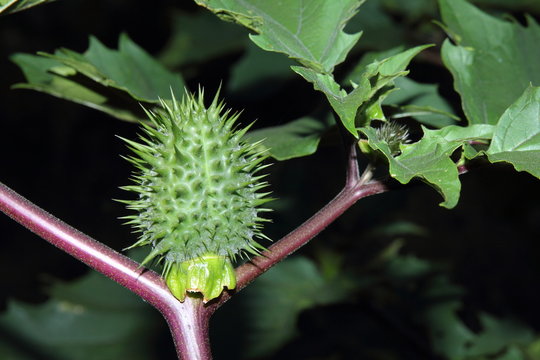 Estramonio, burladora. Datura stramonium.