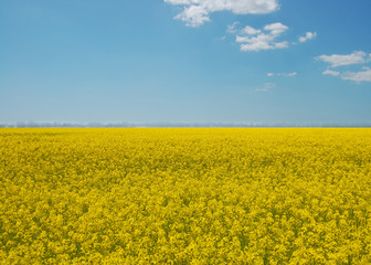 Fototapeta premium Yellow flowers of rapeseed