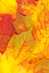 Naklejka na ściany i meble Yellow-red autumn maple leaves