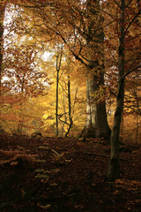Herbst