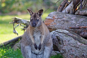 a stunning adult wallaby