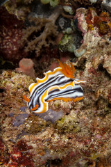 Bunt und hübsch im Meer