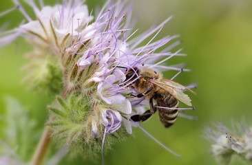 bee on Phacelia tanacetifolia
