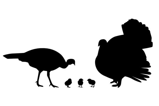 Truthahn, Pute und K&uuml;ken