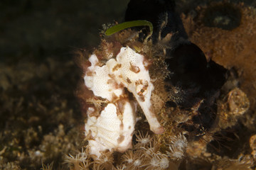 Überraschung im nächtlichen Meer