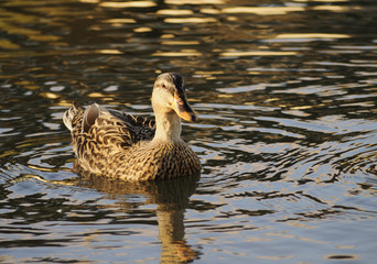 Female mallard duck on a river