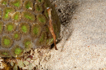 Kopfüber durch das Riff