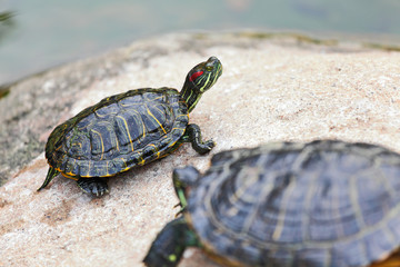 turtle