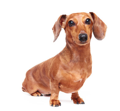 dachshund dog