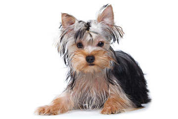 Yorkshire terrier puppy on white