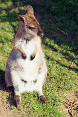 stunning wallaby