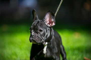 French bulldog puppy