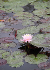 Rosa Seerose - "Nymphaea" im Teich - Hochformat