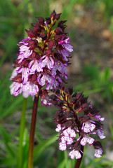 Fiori delle Mainarde