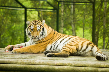 Fototapeta na wymiar Tiger (Panthera Tigris altaica)
