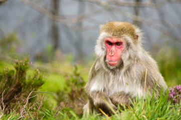 Obraz premium Snow monkey (Macaca Fuscata)