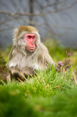 Obraz premium Snow monkey in grass