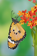 splendid and beautiful butterfly with flower