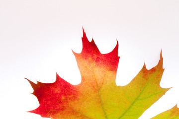 Multi Color Red Oak Leaf