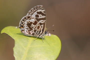 spot butterfly on a leaf