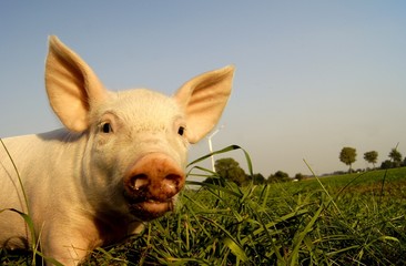 Ferkel am Abend