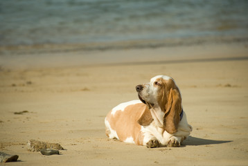overweight hound meditating on a beach