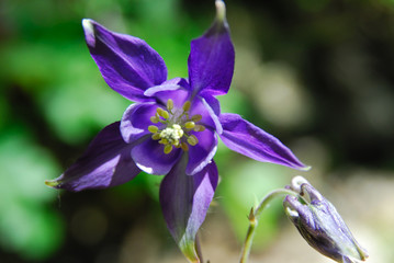 Fiori delle Mainarde