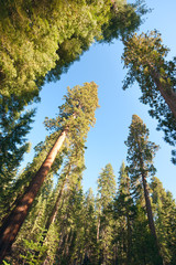 Trees against the sky in Yosemite