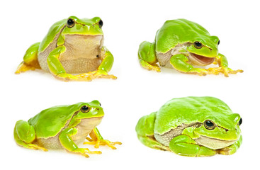 Fototapeta premium tree frog isolated - collection