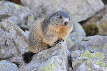 marmotte de face sur sn rocher