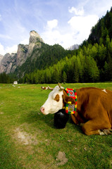 Fototapeta na wymiar Kuh in den Alpen - Dolomiten