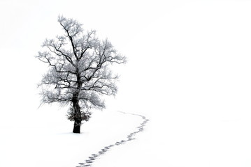 Fototapeta premium Spuren im Winter