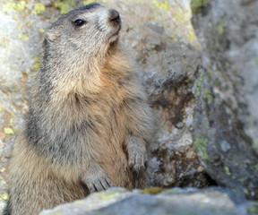 marmotte de profil et rocher