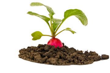 Fresh red radish isolated on a white background.