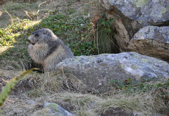 marmotte de profil sur son rocher