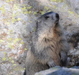 marmotte debout qui pose