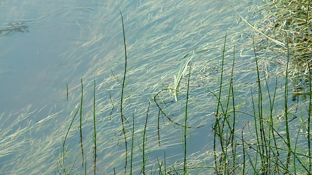 stream & water grass