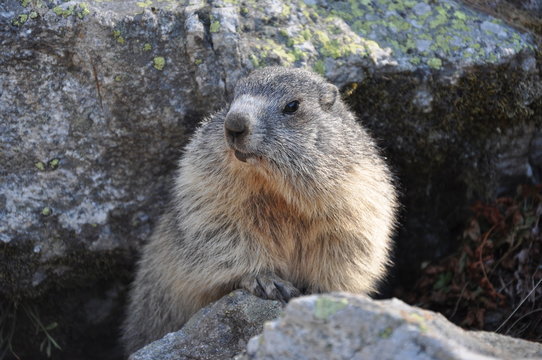 marmotte sur son rocher