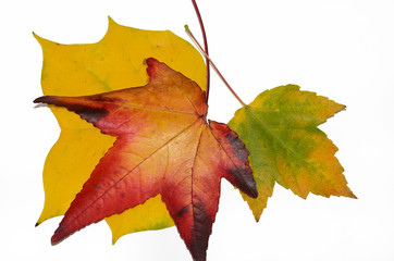 Three colorful autumn leaves