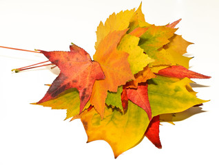 arrangement of colourful autumn leaves
