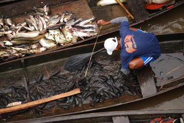 Pêcheur sur Amazone