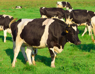 View Cows Producing Milk