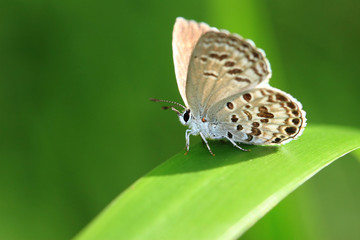 cute butterfly