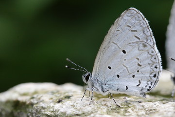 cute butterfly